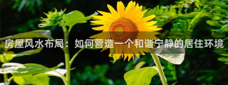 意昂体育3招商：房屋风水布局：如何营造一个和谐宁静的居住环境